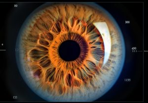 estereofoto de papila